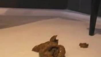Defecating busty chick